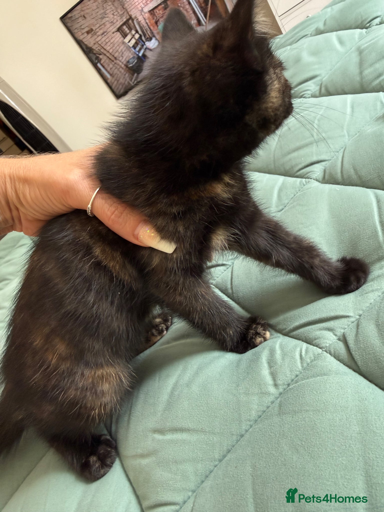 Mixed Breed cats for sale: Kittens for sale READY NOW in Brandon - Advert 4