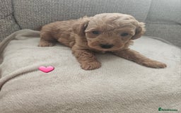 Schnoodle dogs for sale: 5 Adorable Schnoodle Puppies ❤️🩷💚💙🧡 - Image 11