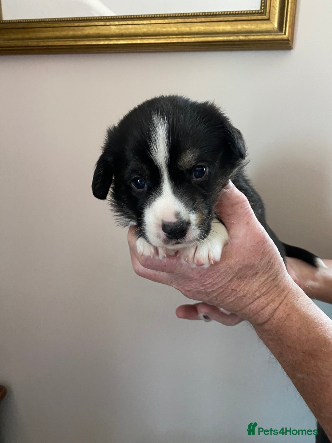 Welsh Corgi Cardigan dogs for sale: WELSH CARDIGAN CORGI BABIES - Advert 23