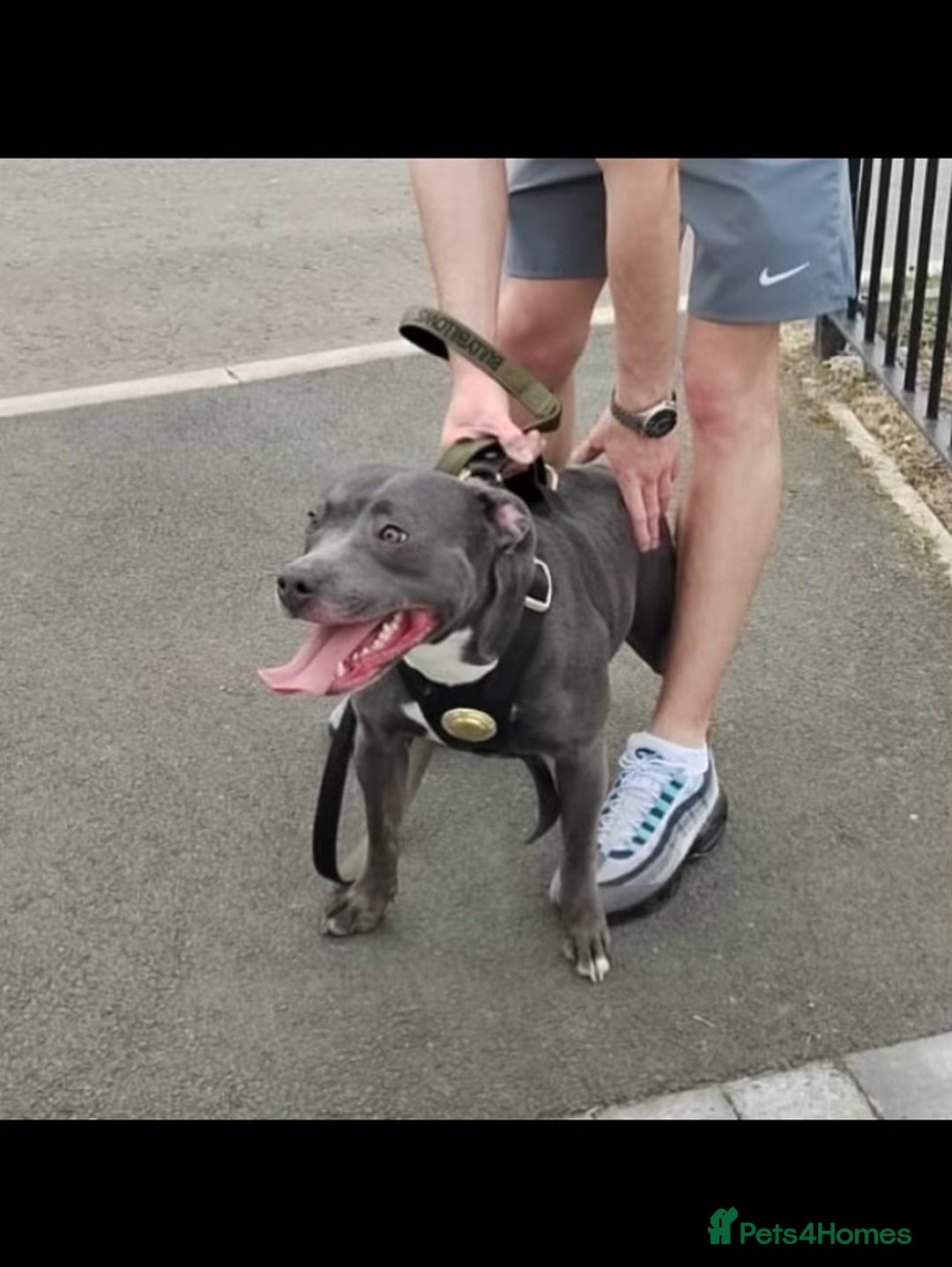 Staffordshire Bull Terrier dogs for stud: Quality STUD carries blue, red and tri gene  - Advert 11