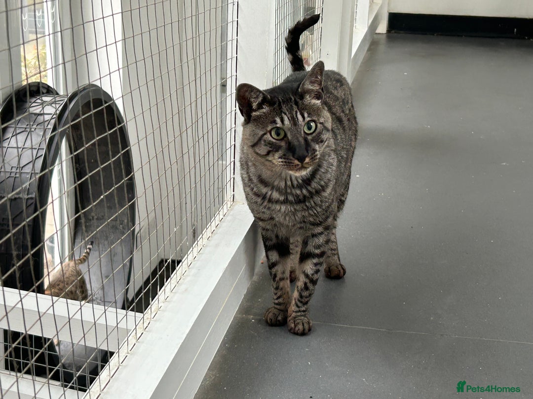 Savannah cats for sale: Retired F5 Silver Savannah boy with black nose - Image 15