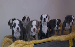 Olde English Bulldogge dogs for sale: Olde English bulldogs puppies  - Image 24