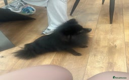 Pomeranian dogs for sale: Luna  - Image 2