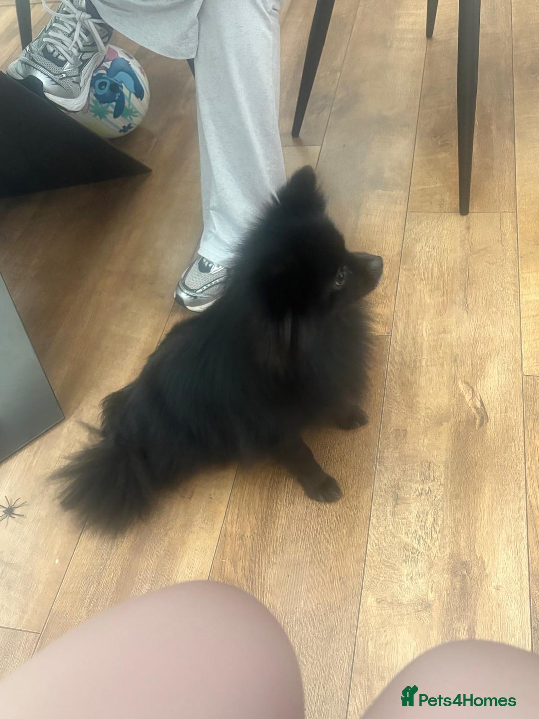 Pomeranian dogs for sale: Luna  - Image 2