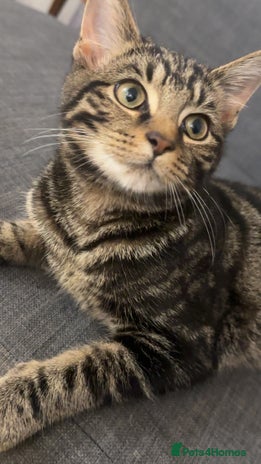Mixed Breed cats - Advert 15
