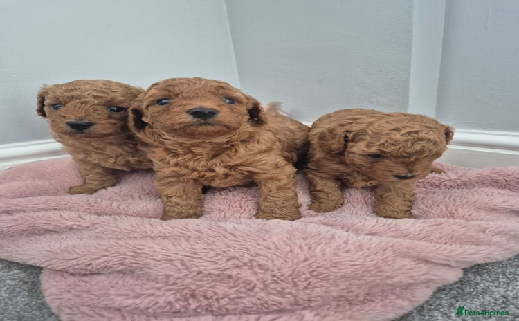 Miniature Poodle dogs - Advert 1