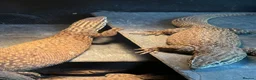 Monitor reptiles for sale: Breeding group of Ackie monitors 1.4 - Advert 11
