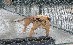 Mixed Breed dogs for adoption: Katie, 1.5 yrs approx. Available for adoption. - Advert 3