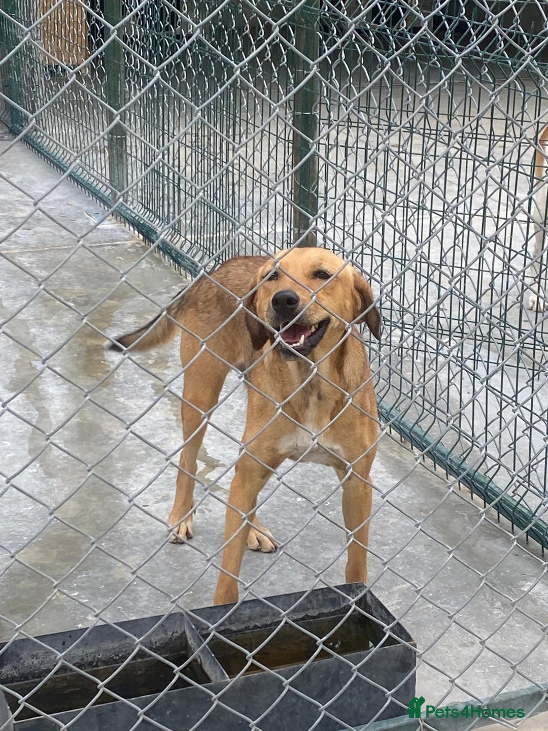 Mixed Breed dogs for adoption: Katie, 1.5 yrs approx. Available for adoption. - Advert 3