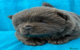 Chow Chow dogs for sale: KC Reg Chow Chow Puppies  - Image 5