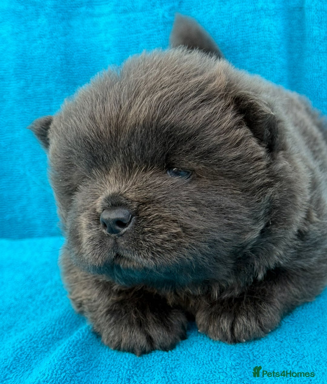 Chow Chow dogs for sale: KC Reg Chow Chow Puppies  - Image 5