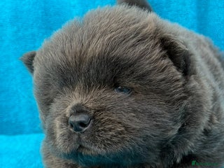 Chow Chow dogs - Advert 2
