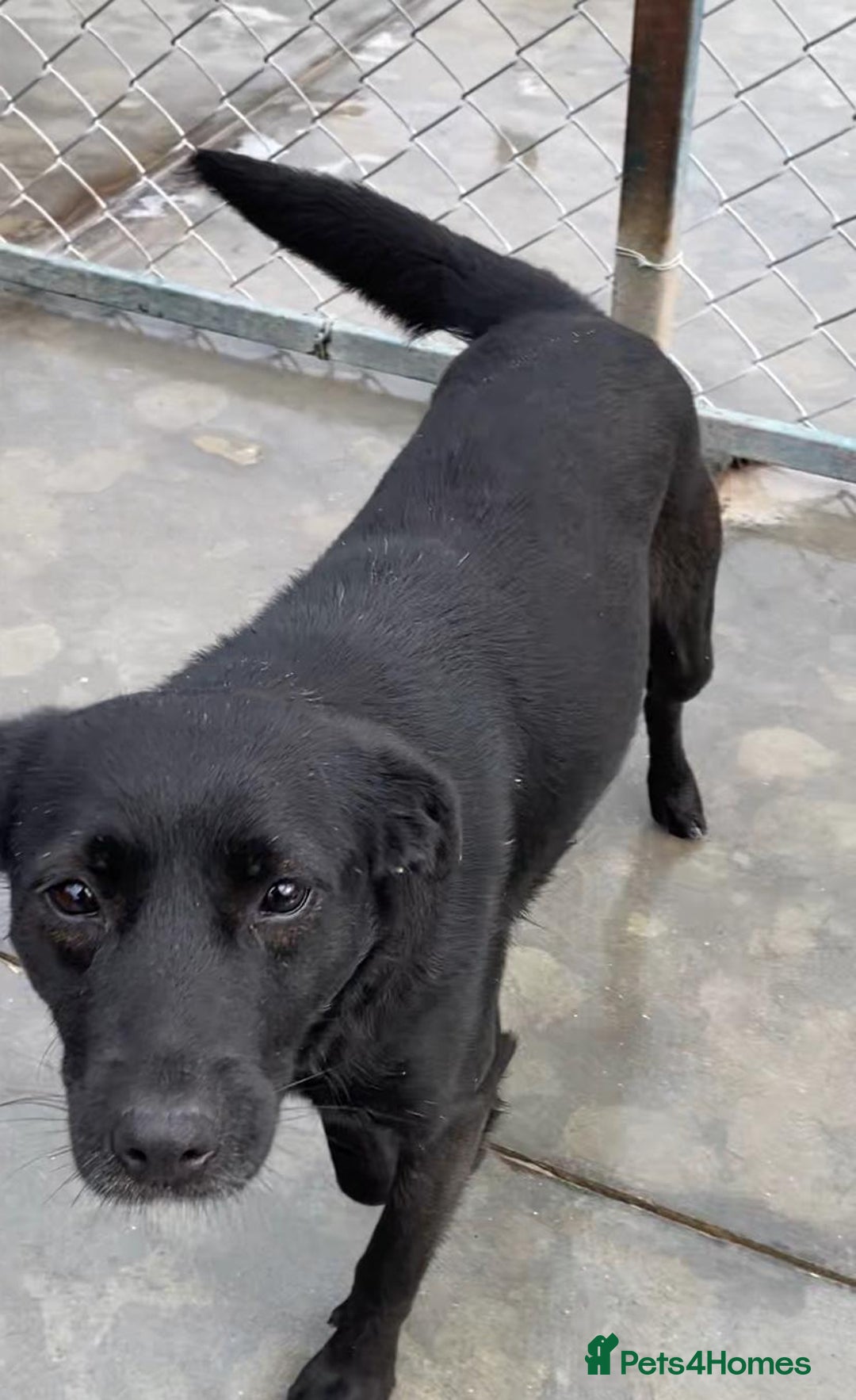 Mixed Breed dogs for adoption: Pitch & Peggy, 5 yrs. Available for adoption. - Advert 9