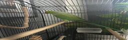 Conures birds for sale: Green RingNeck Parrot and Jenday Conure in Corby - Advert 1