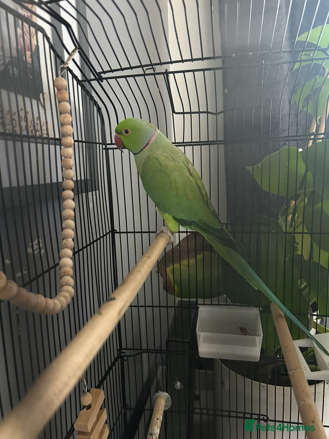 Conures birds for sale: Green RingNeck Parrot and Jenday Conure in Corby - Advert 1