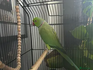 Conures birds Green RingNeck Parrot and Jenday Conure - Advert 11