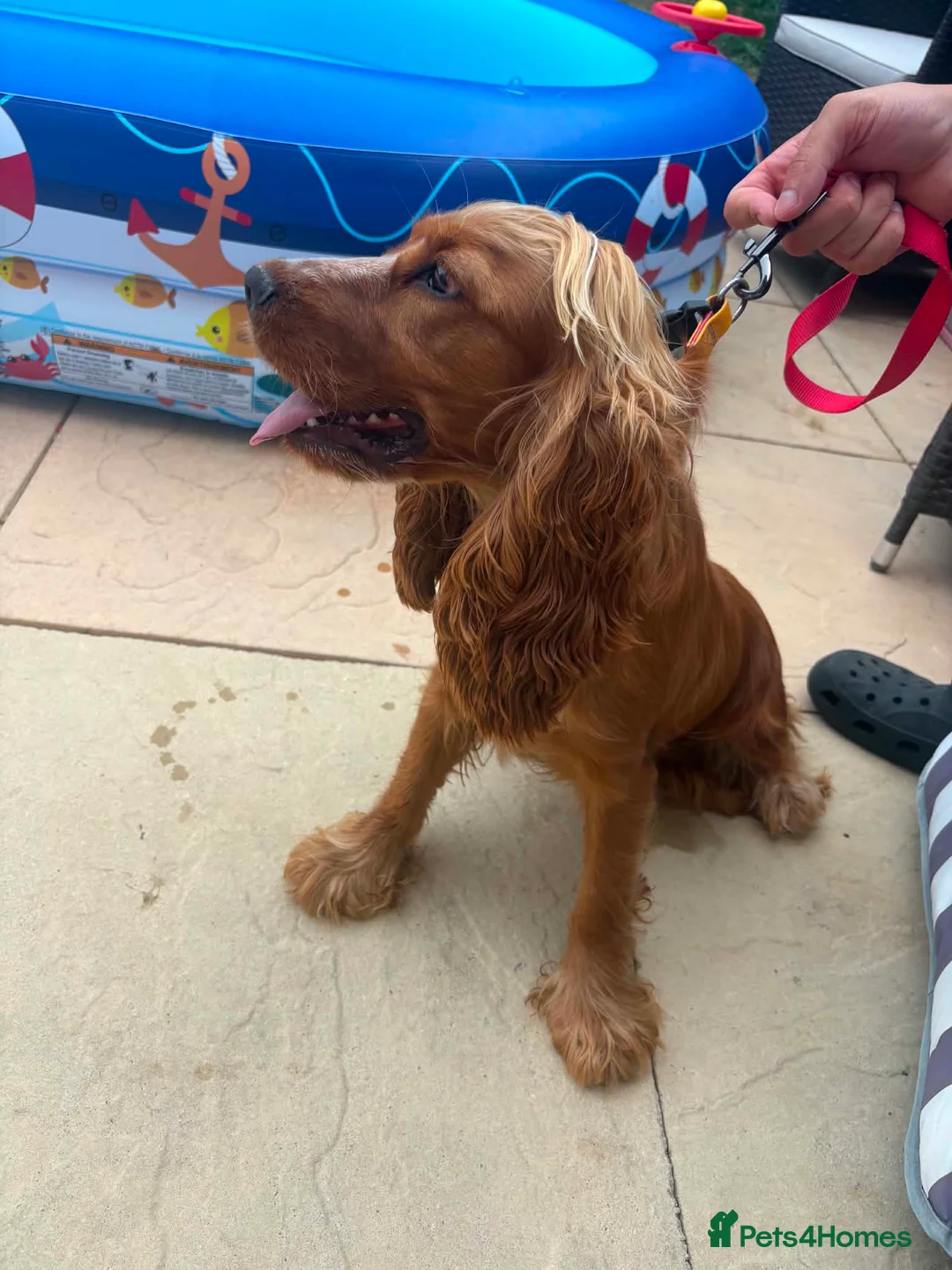 Cocker Spaniel dogs for sale: Show cocker spaniel 11 months old for rehome in Gloucester - Advert 2