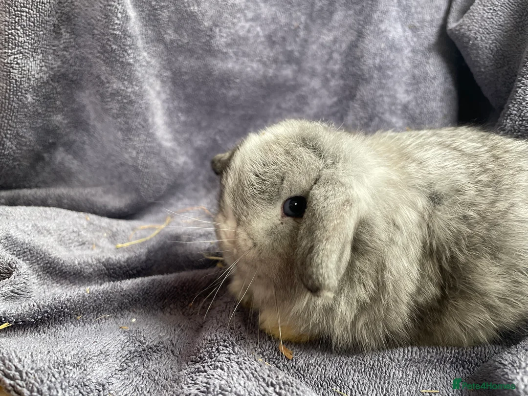 Mini Lop rabbits for sale: Mini lop bucks ready to reserve  - Advert 3
