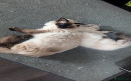 Ragdoll cats for sale: Beautiful blue lynx girlie.  - Image 12