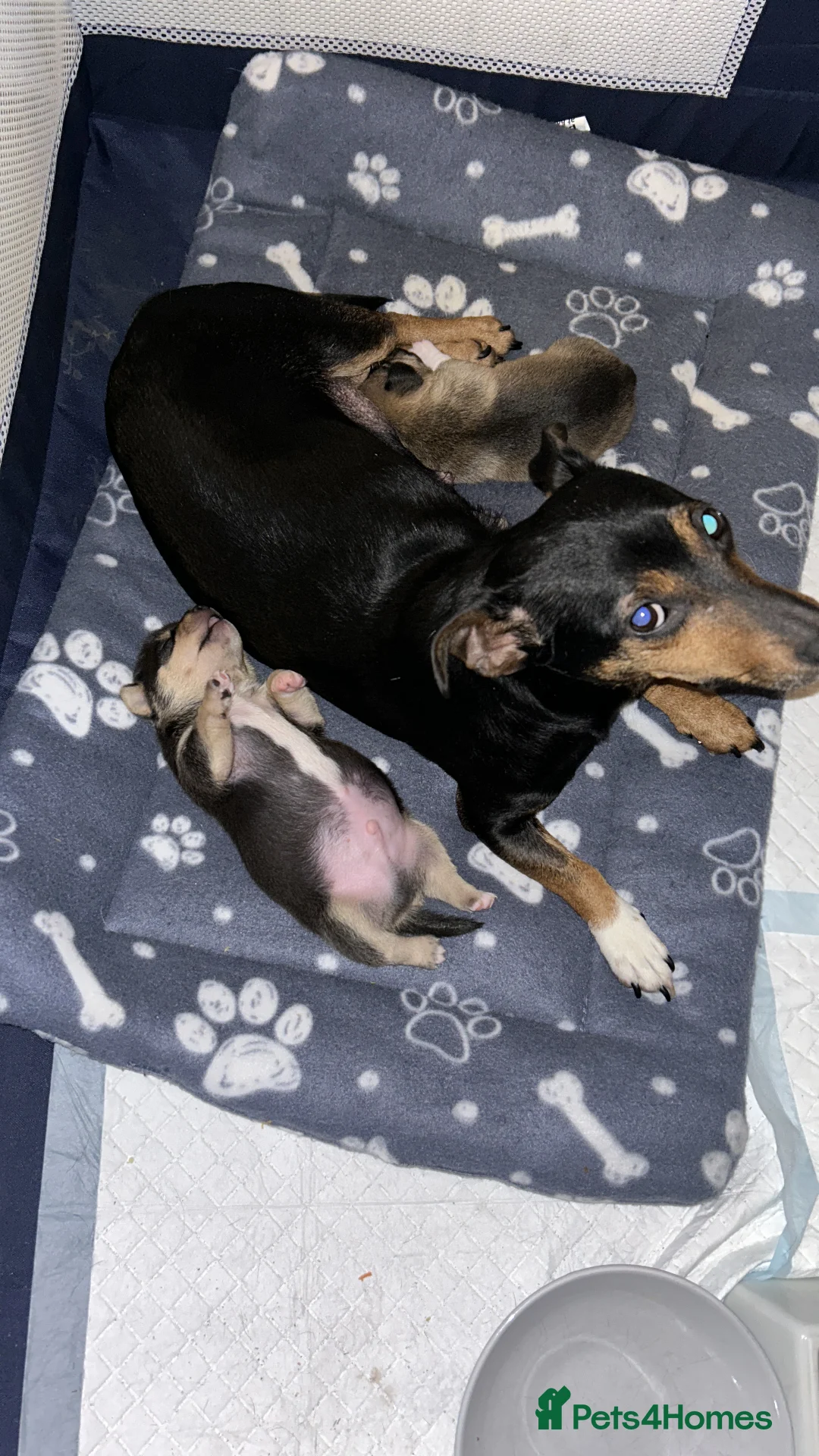 Jack Russell dogs for sale: Beautiful Jack Russell puppies  in Dunbar - Advert 4