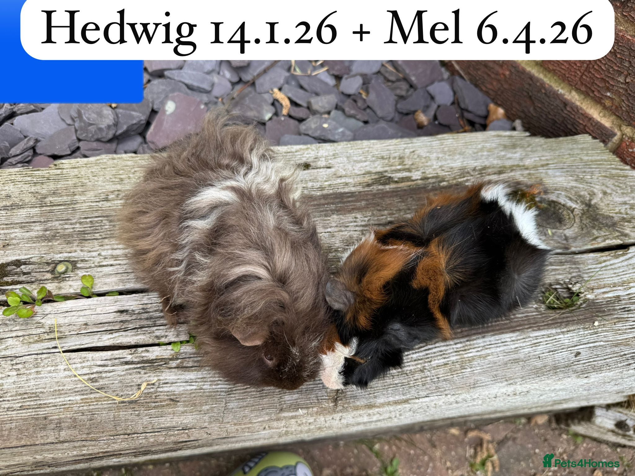 Guinea Pig rodents Gorgeous baby and young guinea pigs ready now - Advert 5