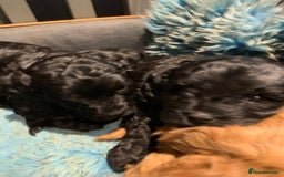 Cavapoo dogs for sale: Stunning premium F1 Cavapoo babies 🥰 - Image 28