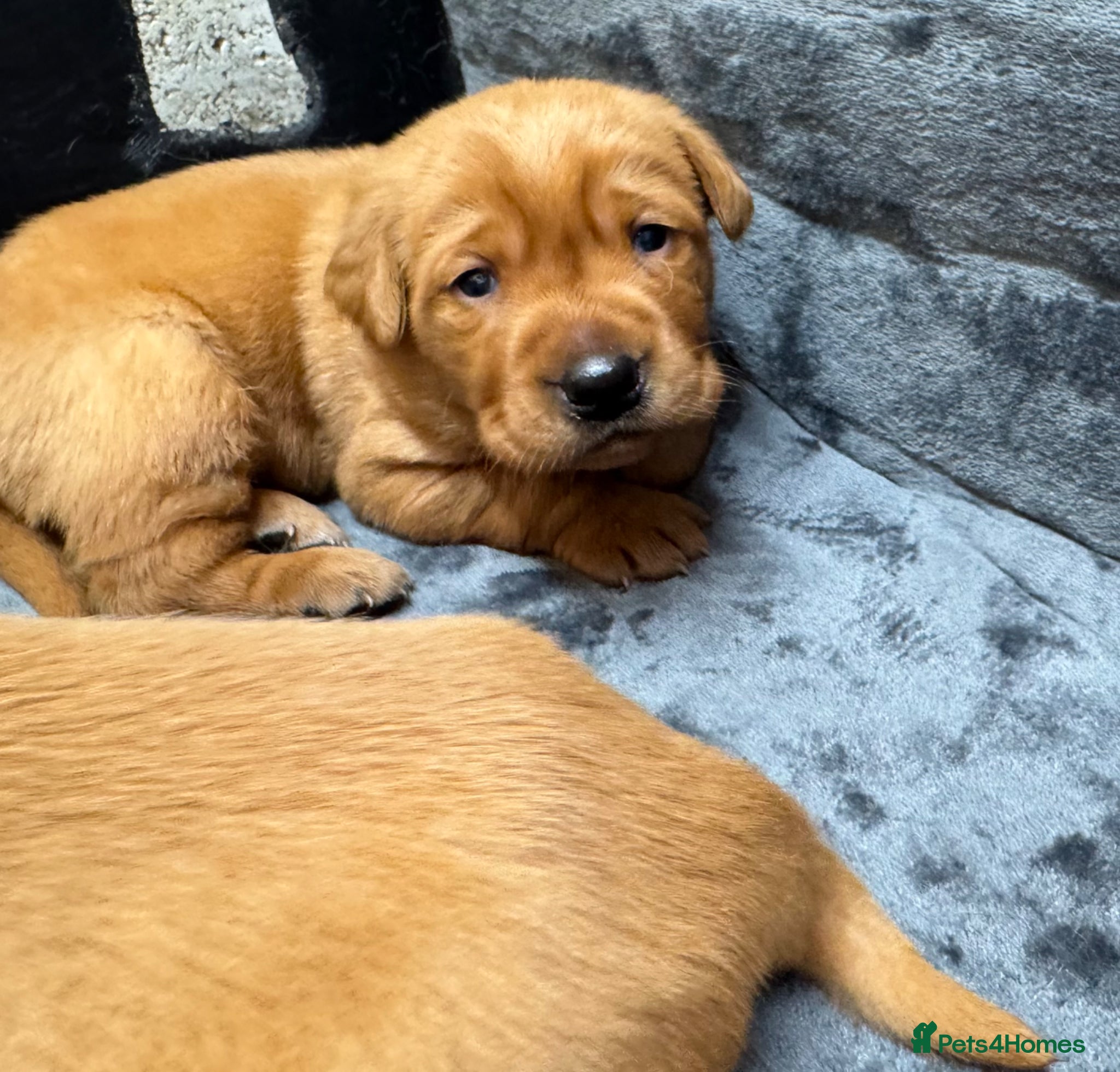 Goldador dogs Fox Red Golden Retriever X Labrador pups 🧡 - Advert 1