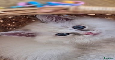 Ragdoll cats - Advert 2