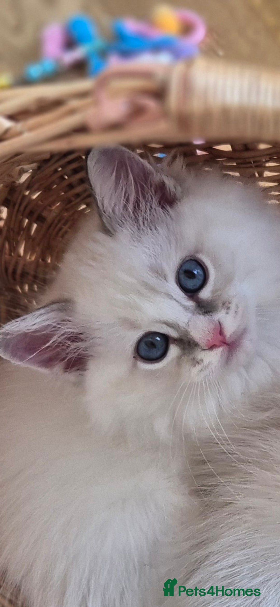 Ragdoll cats for sale: 4 Precious tica Ragdoll girls - Image 2
