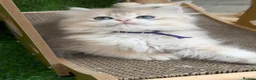 British Shorthair cats for sale: British Shorthair golden kittens GCCF  - Advert 8