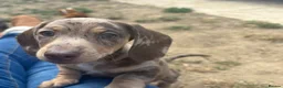 Miniature Dachshund dogs for sale: Miniature dachshunds  - Advert 11