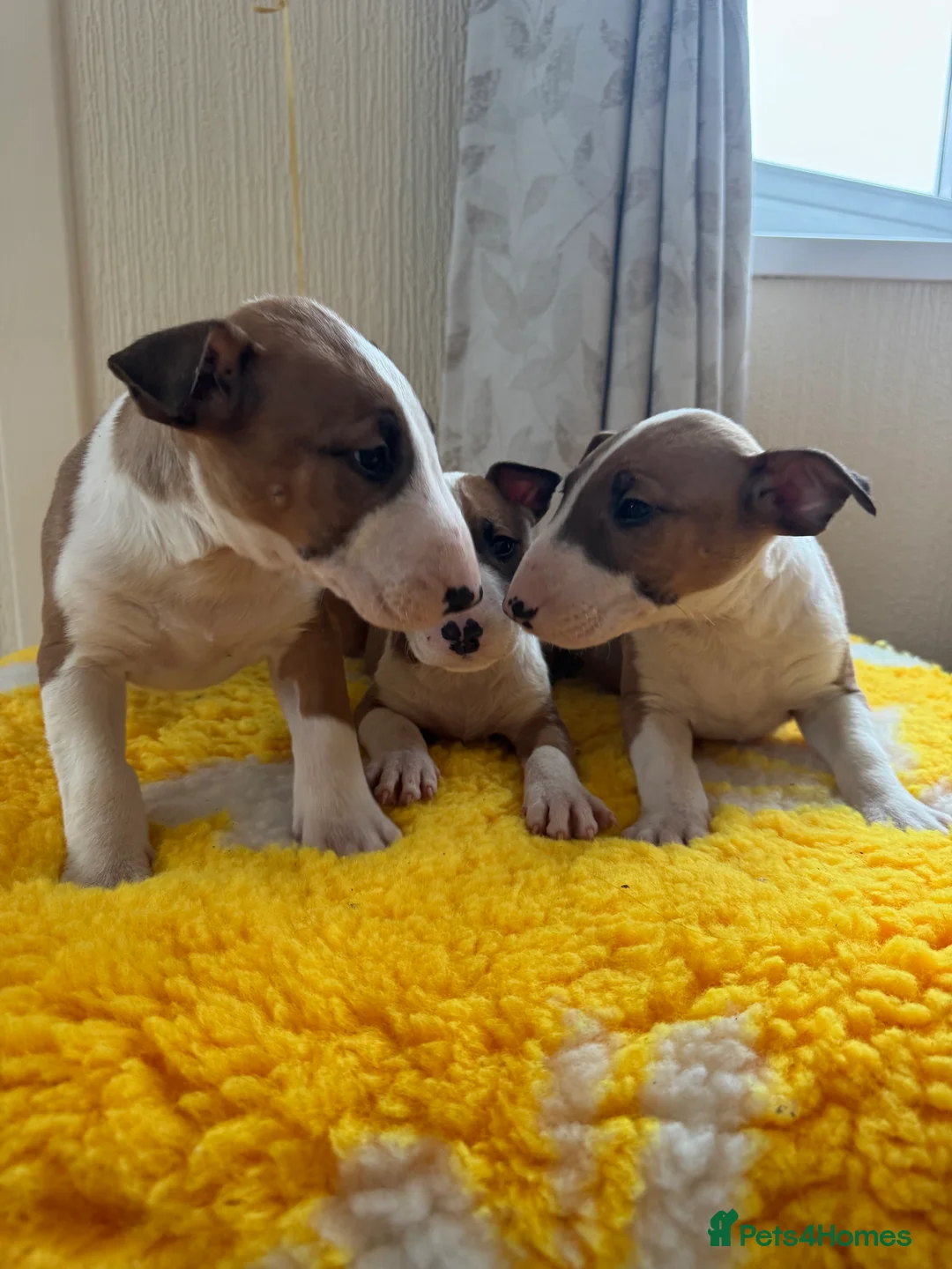 Bull Terrier dogs for sale: Stunning KC Registered 5* Bull Terrier Pups - Advert 11