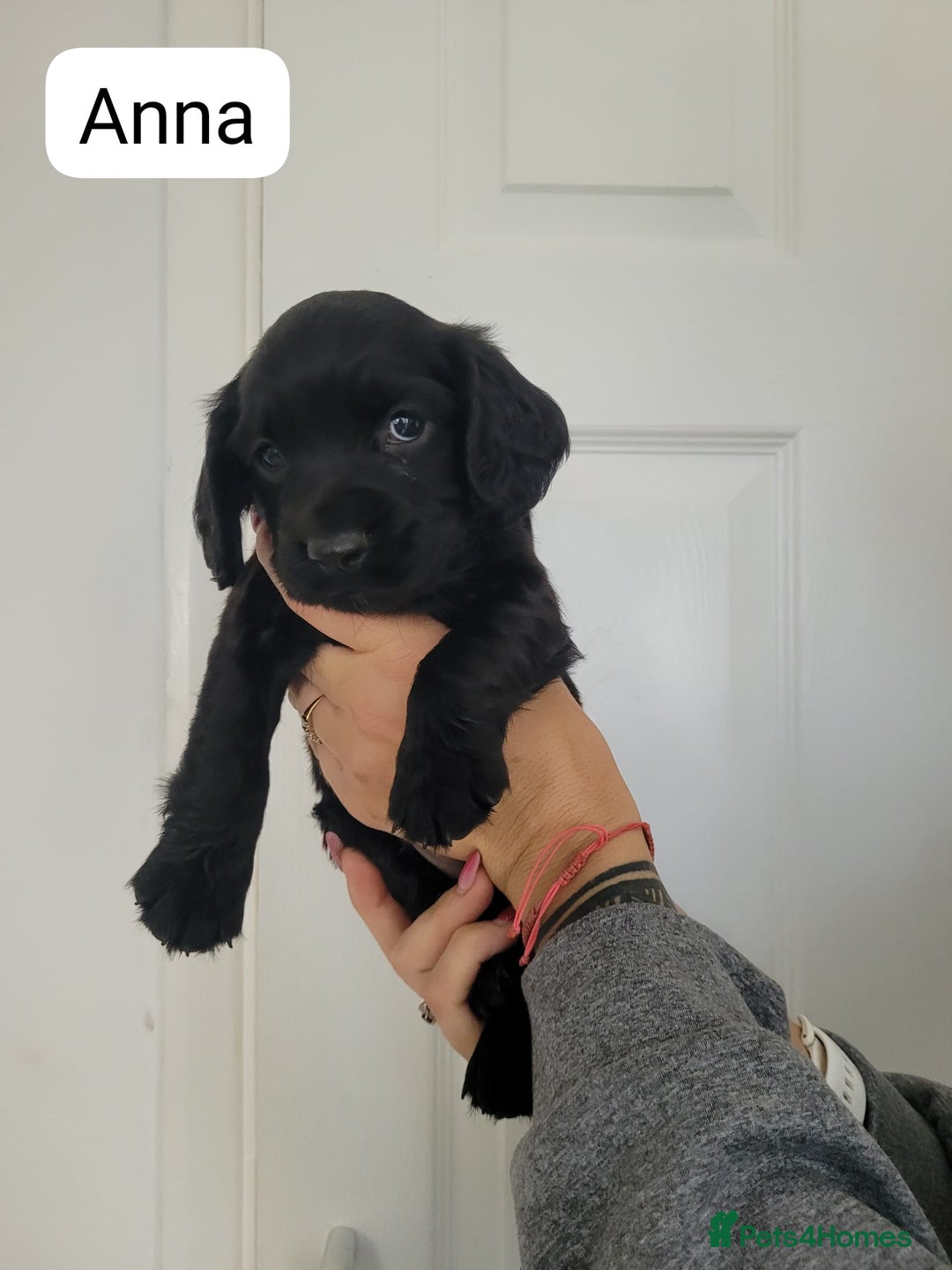 Sprocker dogs for sale: F1 sprockers 4 boys 3 girls - Image 14
