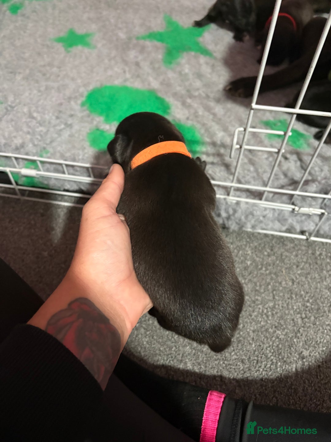 Staffordshire Bull Terrier dogs for sale: Stafford bull terrier pups - Image 9