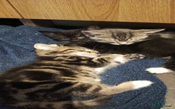 Mixed Breed cats for sale: 3 beautiful kittens looking for their forever home - Image 29