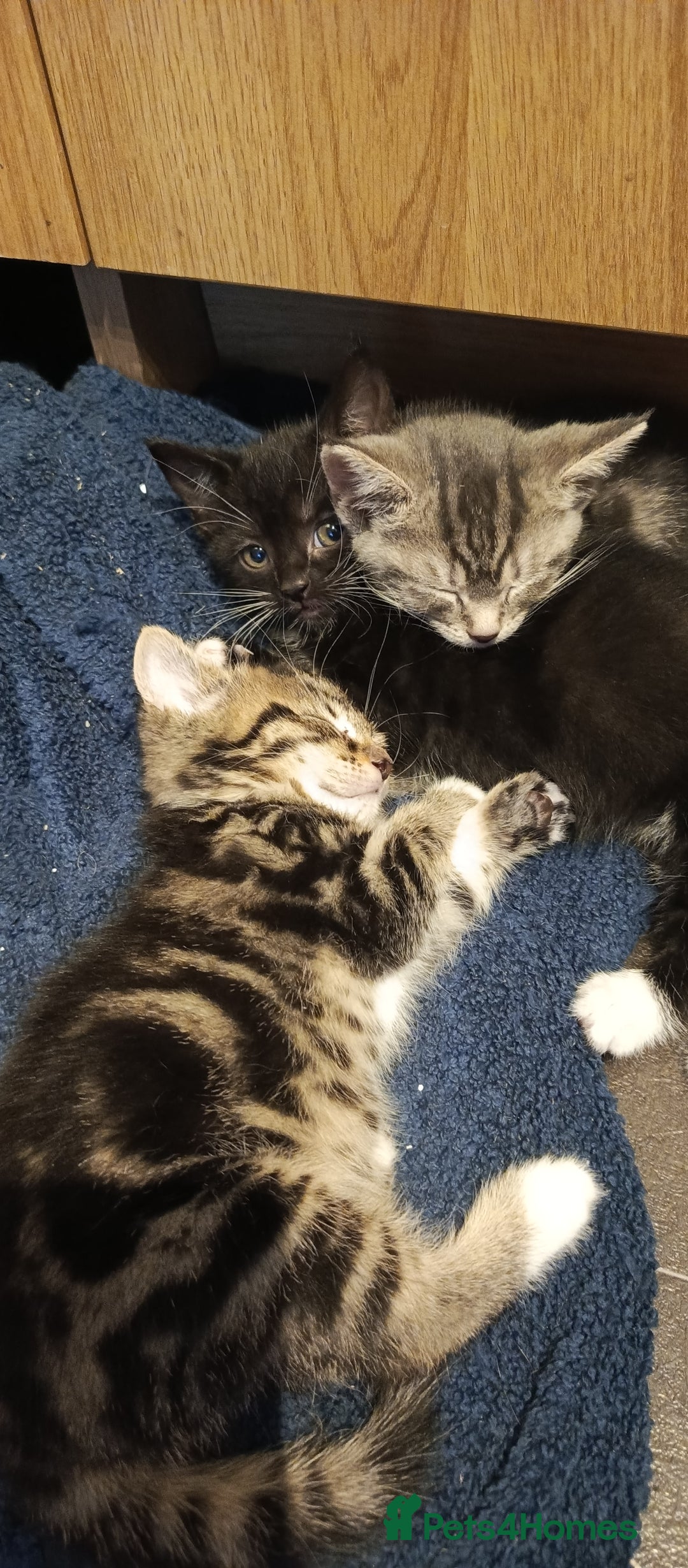 Mixed Breed cats for sale: 3 beautiful kittens looking for their forever home - Image 29