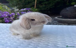 Mini Lop rabbits for sale: Stunning Pure Bred Mini Lop Boys - Image 3