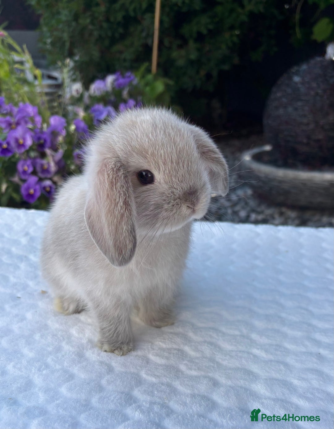 Mini Lop rabbits for sale: Stunning Pure Bred Mini Lop Boys - Image 3
