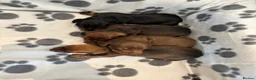 Miniature Dachshund dogs for sale: Miniature Dachshund Puppies - Advert 9