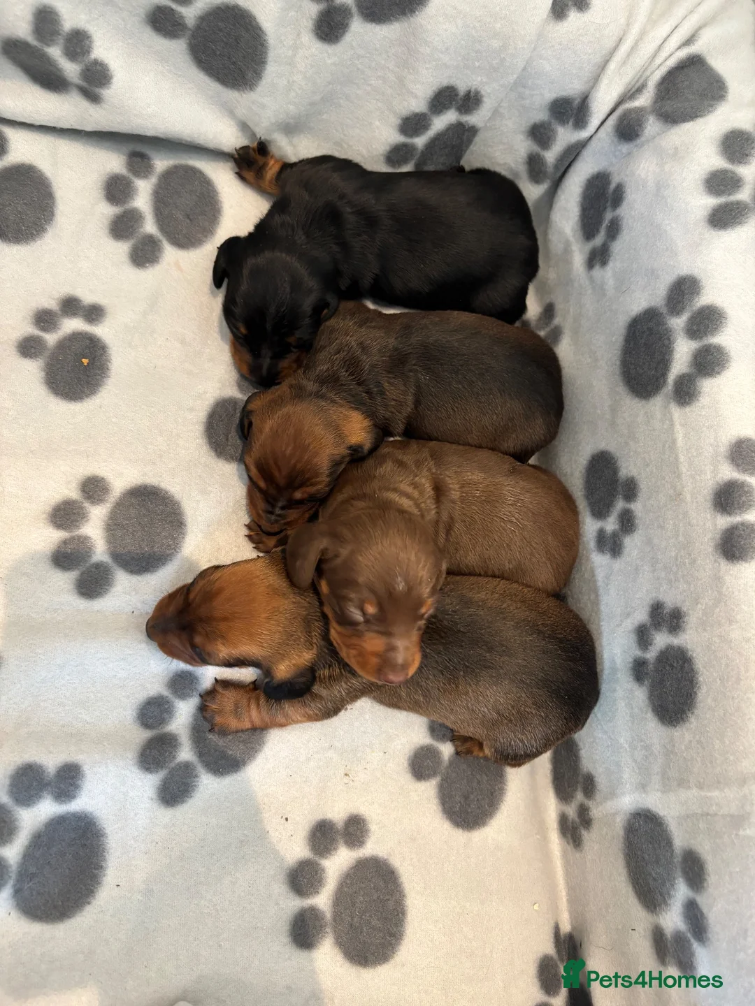 Miniature Dachshund dogs for sale: Miniature Dachshund Puppies - Advert 9