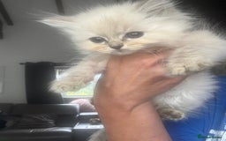 Ragdoll cats for sale: Champion bloodlines Ready for their loving homes - Image 17
