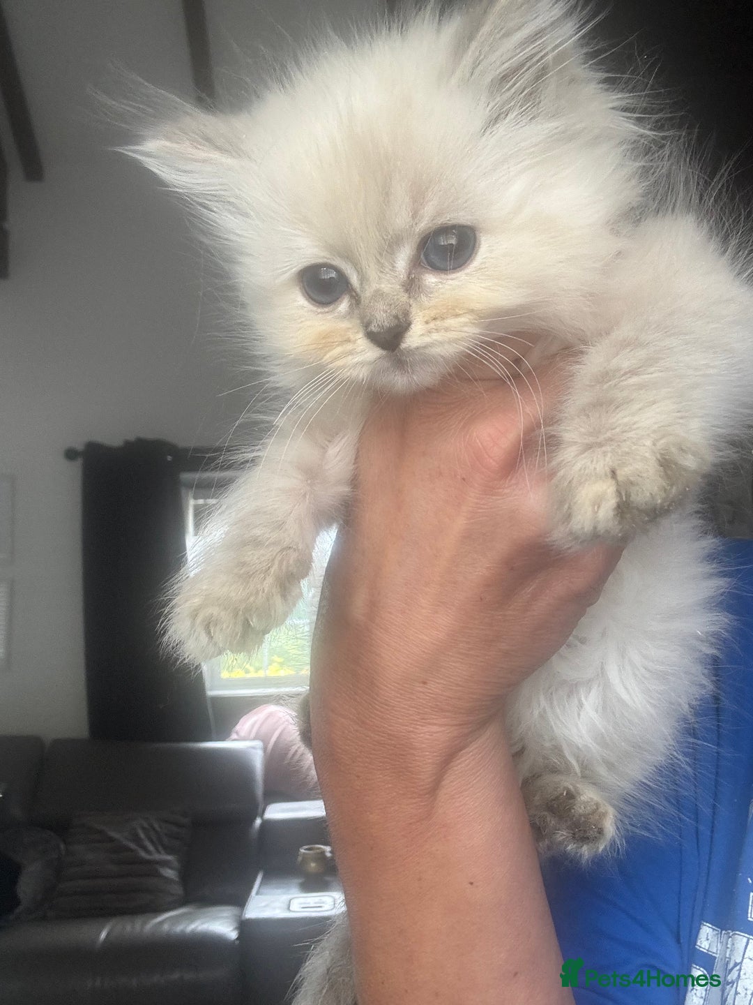 Ragdoll cats for sale: Champion bloodlines Ready for their loving homes - Image 17