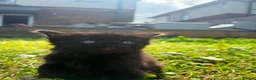Mixed Breed cats for sale: Three baby girl kittens unexpected  in Durham - Advert 10