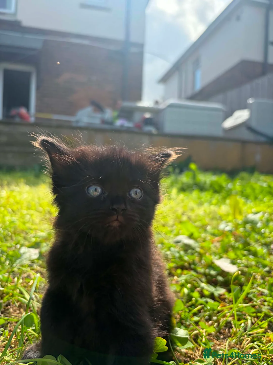 Mixed Breed cats for sale: Three baby girl kittens unexpected  in Durham - Advert 10