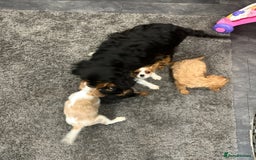 Cavalier King Charles Spaniel dogs for sale: 💫 DNA CLEAR CAVALIER KING CHARLES PUPPIES 💫  - Image 14