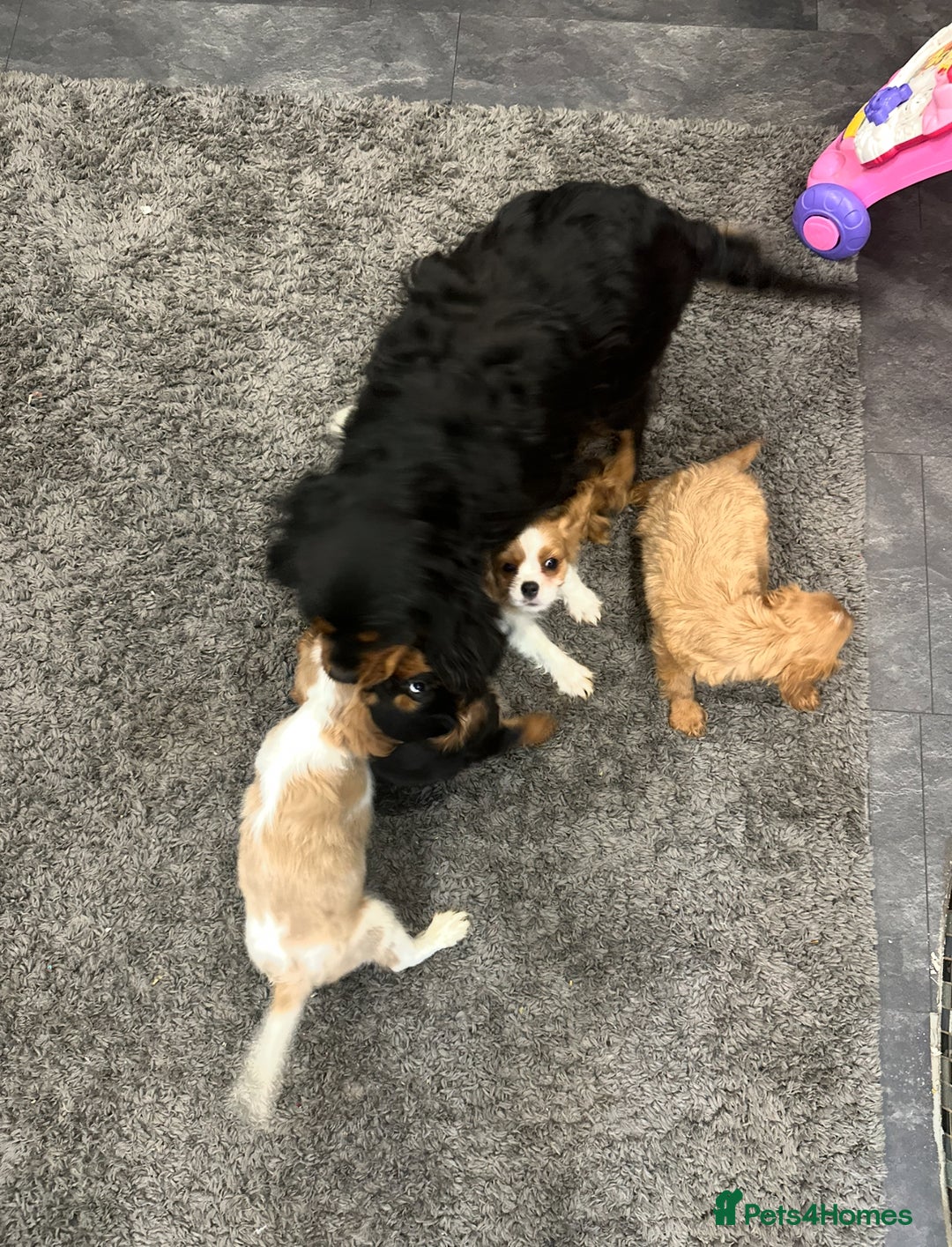 Cavalier King Charles Spaniel dogs for sale: 💫 DNA CLEAR CAVALIER KING CHARLES PUPPIES 💫  - Image 14