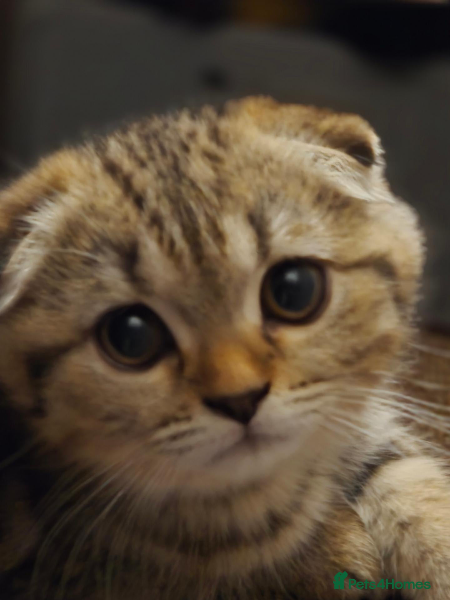 Scottish Fold cats Only 1 left!! Beautiful Scottish Fold Kittens  - Advert 1