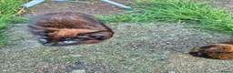 Domestic Shorthair cats for sale:  Tortoiseshell Kitten Stunning Black Ginger - Advert 6