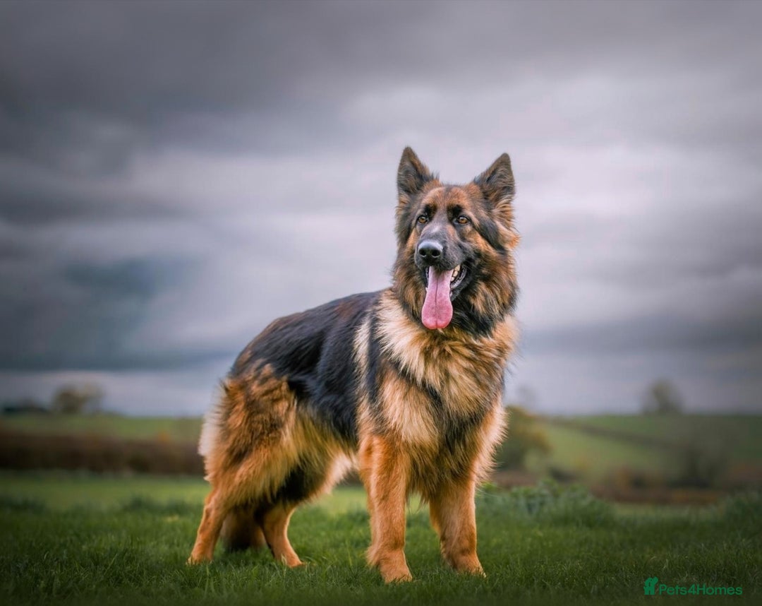 German Shepherd dogs for sale: KC registered 5 generation long coated GSD puppies - Image 8