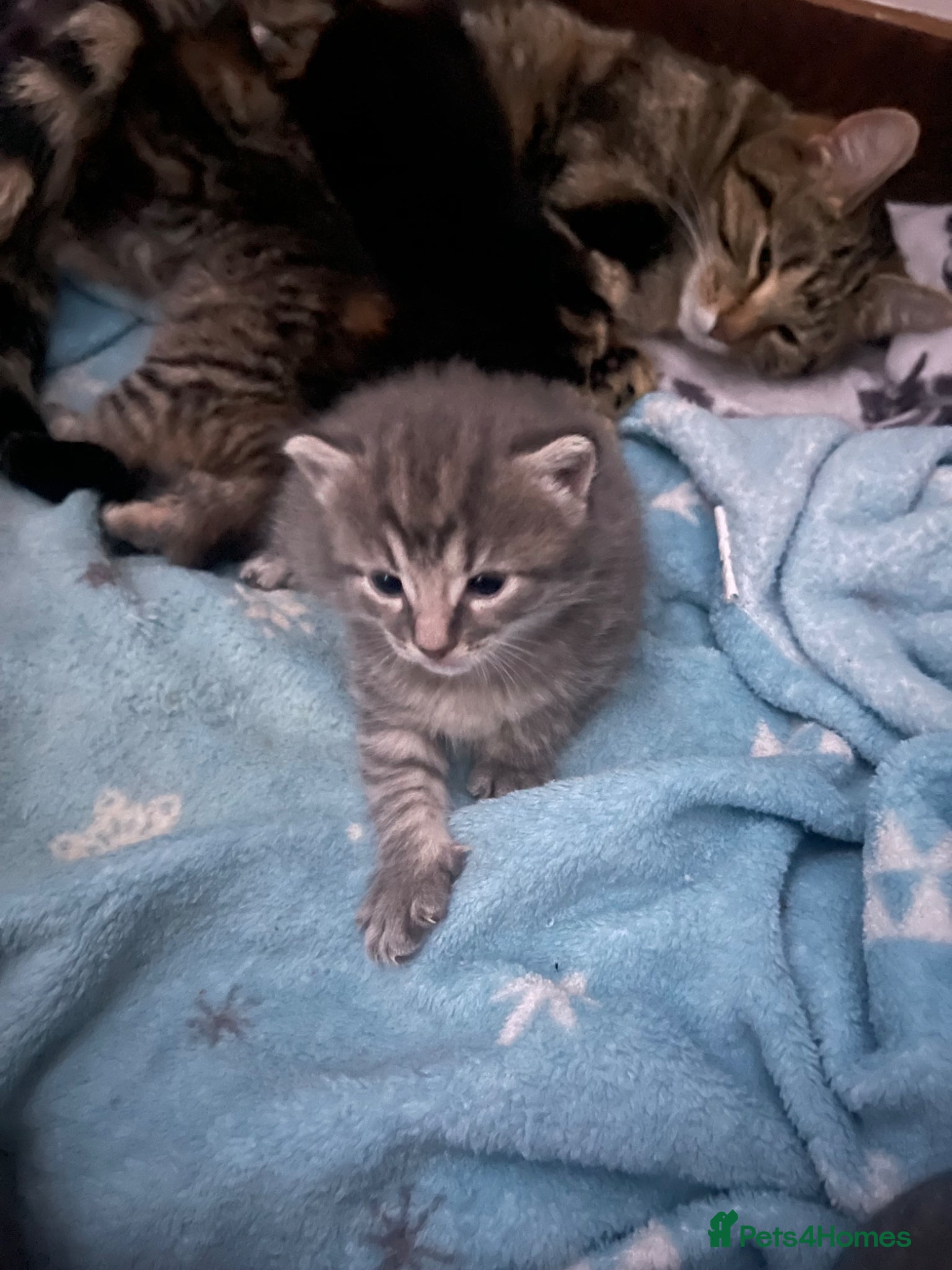 Mixed Breed cats Beautiful Bengal x British short hair Kitten's - Advert 19
